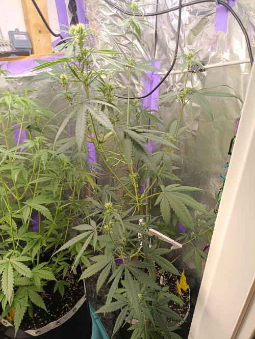 GROWBOX 4 (17.+18.+19.+20.+21.). Week 7 - Tag 44 - "22. 42 Gelato"