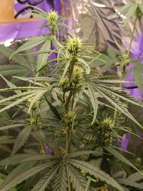 GROWBOX 4 (17.+18.+19.+20.+21.). Week 7 - Tag 44 - "22. 42 Gelato"
