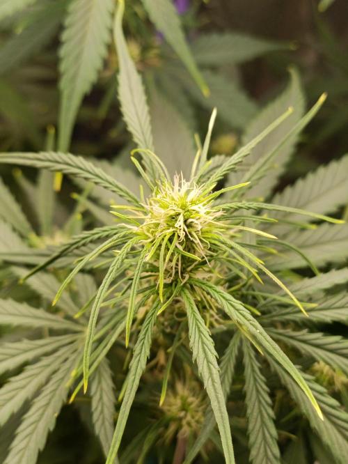 GROWBOX 4 (17.+18.+19.+20.+21.). Week 7 - Tag 44 - "22. 42 Gelato"