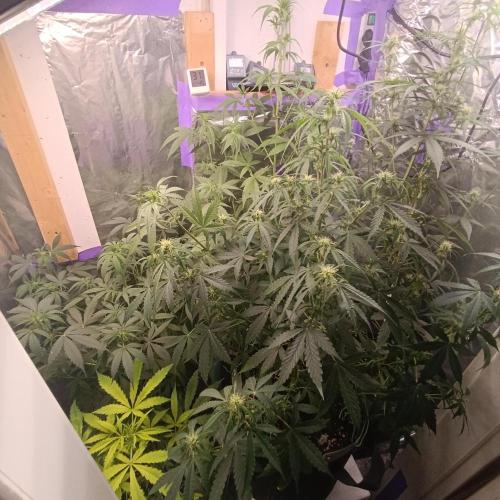 GROWBOX 4 (17.+18.+19.+20.+21.). Week 7 - Tag 48