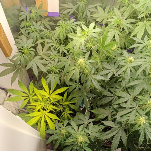 GROWBOX 4 (17.+18.+19.+20.+21.). Week 7 - Tag 48