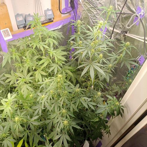 GROWBOX 4 (17.+18.+19.+20.+21.). Week 7 - Tag 48