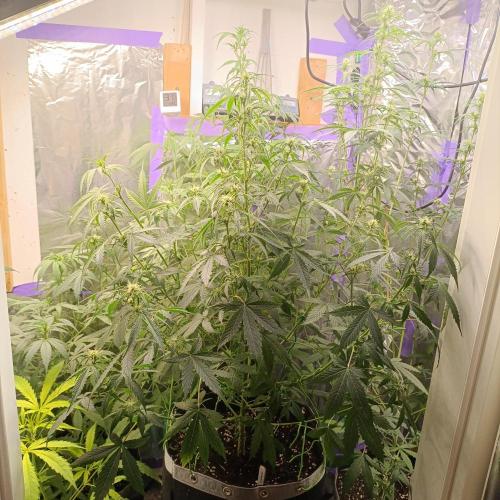 GROWBOX 4 (17.+18.+19.+20.+21.). Week 7 - Tag 48