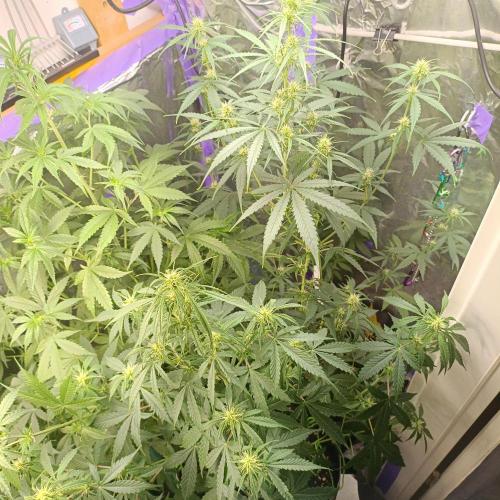 GROWBOX 4 (17.+18.+19.+20.+21.). Week 7 - Tag 48