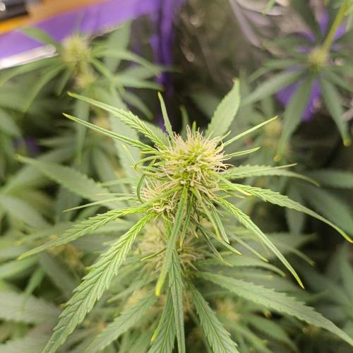 GROWBOX 4 (17.+18.+19.+20.+21.). Week 7 - Tag 48