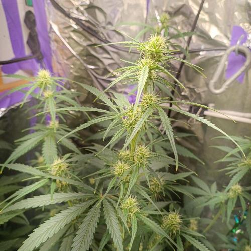 GROWBOX 4 (17.+18.+19.+20.+21.). Week 7 - Tag 48