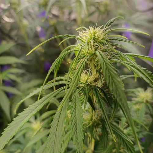 GROWBOX 4 (17.+18.+19.+20.+21.). Week 7 - Tag 48