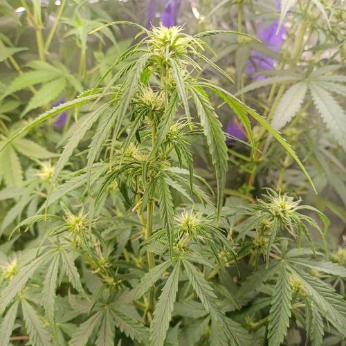 GROWBOX 4 (17.+18.+19.+20.+21.). Week 7 - Tag 48