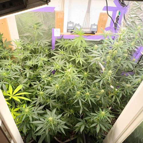 GROWBOX 4 (17.+18.+19.+20.+21.). Week 8 - Tag 50