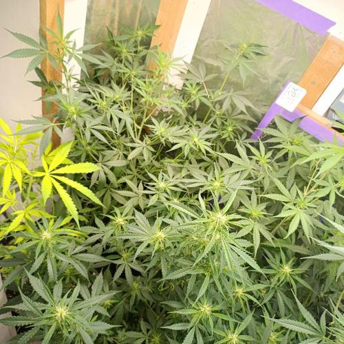 GROWBOX 4 (17.+18.+19.+20.+21.). Week 8 - Tag 50