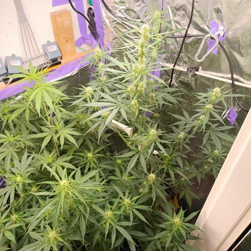 GROWBOX 4 (17.+18.+19.+20.+21.). Week 8 - Tag 50