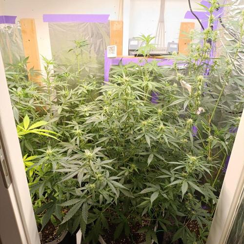 GROWBOX 4 (17.+18.+19.+20.+21.). Week 8 - Tag 50