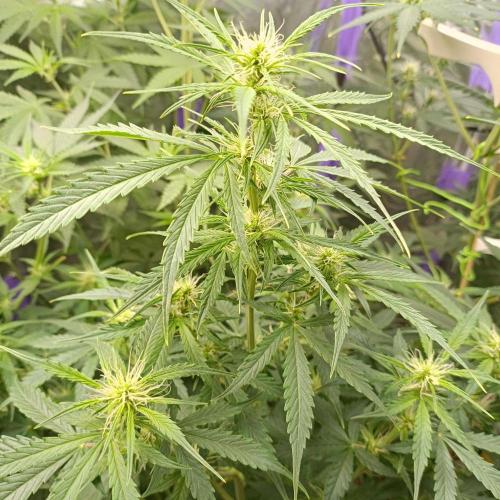 GROWBOX 4 (17.+18.+19.+20.+21.). Week 8 - Tag 50