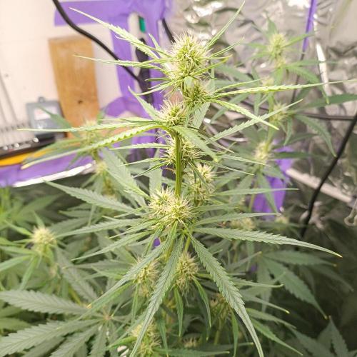 GROWBOX 4 (17.+18.+19.+20.+21.). Week 8 - Tag 50