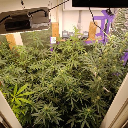 GROWBOX 4 (17.+18.+19.+20.+21.). Week 8 - Tag 52