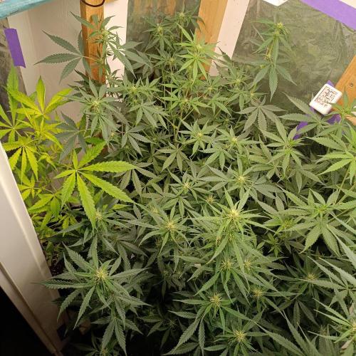GROWBOX 4 (17.+18.+19.+20.+21.). Week 8 - Tag 52
