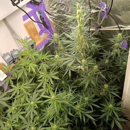 GROWBOX 4 (17.+18.+19.+20.+21.). Week 8 - Tag 52