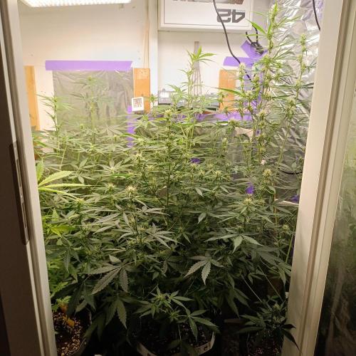 GROWBOX 4 (17.+18.+19.+20.+21.). Week 8 - Tag 52