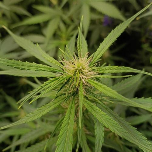 GROWBOX 4 (17.+18.+19.+20.+21.). Week 8 - Tag 52
