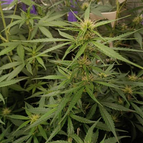 GROWBOX 4 (17.+18.+19.+20.+21.). Week 8 - Tag 52