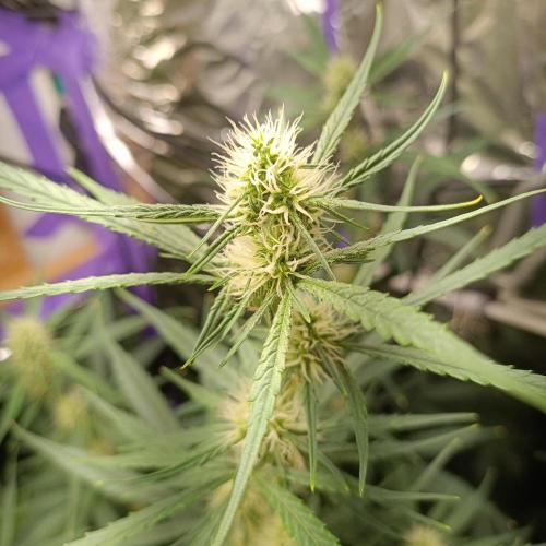 GROWBOX 4 (17.+18.+19.+20.+21.). Week 8 - Tag 52