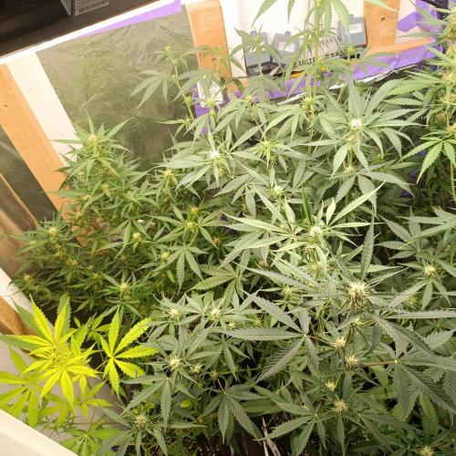 GROWBOX 4 (17.+18.+19.+20.+21.). Week 9 - Tag 58
