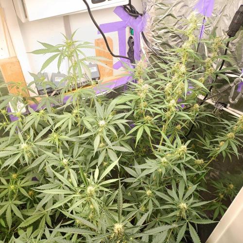 GROWBOX 4 (17.+18.+19.+20.+21.). Week 9 - Tag 58