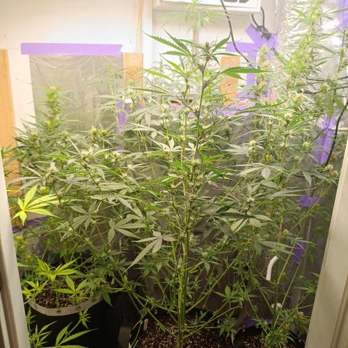 GROWBOX 4 (17.+18.+19.+20.+21.). Week 9 - Tag 58