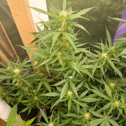 GROWBOX 4 (17.+18.+19.+20.+21.). Week 9 - Tag 58