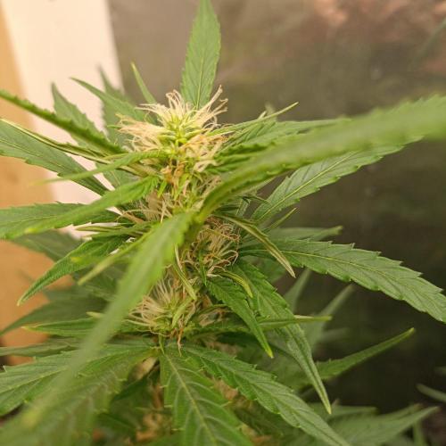 GROWBOX 4 (17.+18.+19.+20.+21.). Week 9 - Tag 58