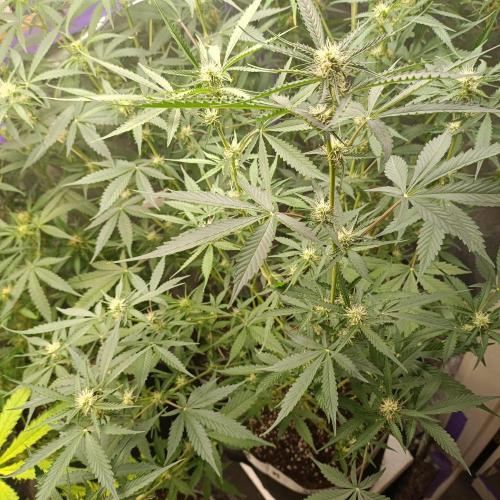 GROWBOX 4 (17.+18.+19.+20.+21.). Week 9 - Tag 58
