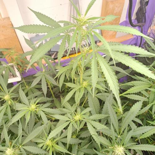 GROWBOX 4 (17.+18.+19.+20.+21.). Week 9 - Tag 58