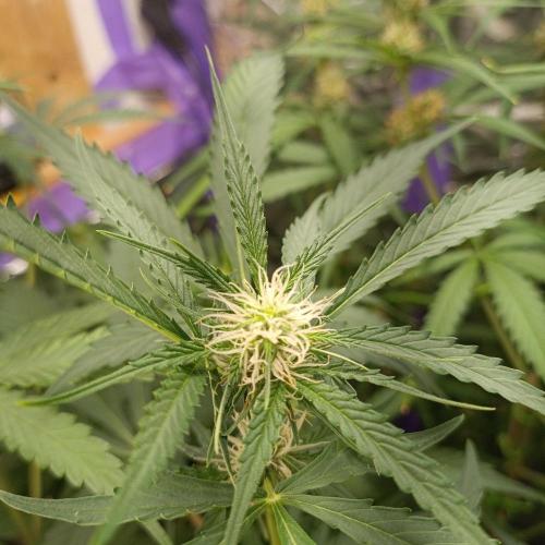 GROWBOX 4 (17.+18.+19.+20.+21.). Week 9 - Tag 58