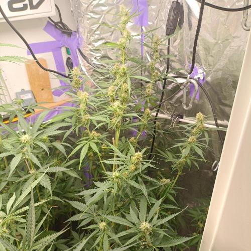 GROWBOX 4 (17.+18.+19.+20.+21.). Week 9 - Tag 58
