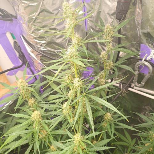 GROWBOX 4 (17.+18.+19.+20.+21.). Week 9 - Tag 58