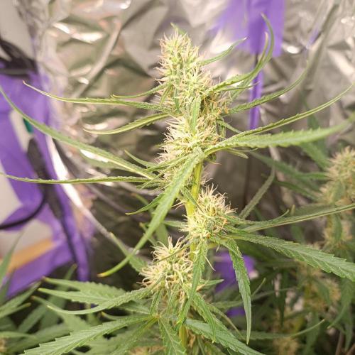 GROWBOX 4 (17.+18.+19.+20.+21.). Week 9 - Tag 58