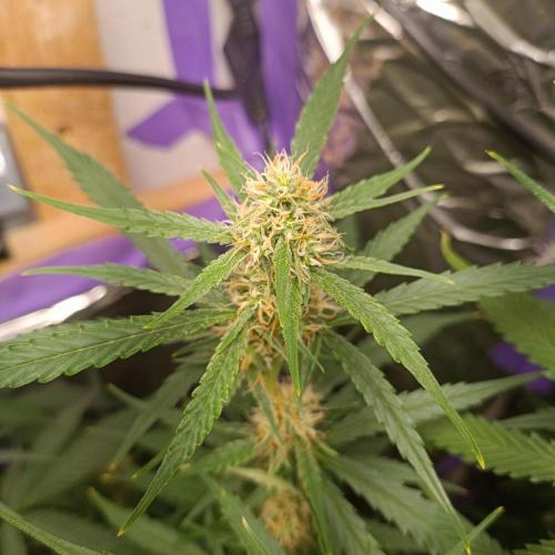 GROWBOX 4 (17.+18.+19.+20.+21.). Week 9 - Tag 58
