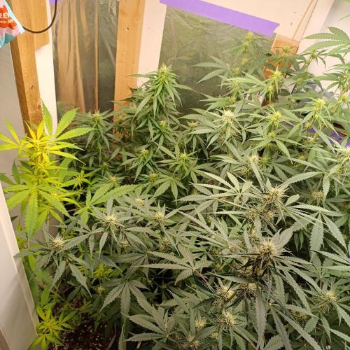 GROWBOX 4 (17.+18.+19.+20.+21.). Week 9 - Tag 63