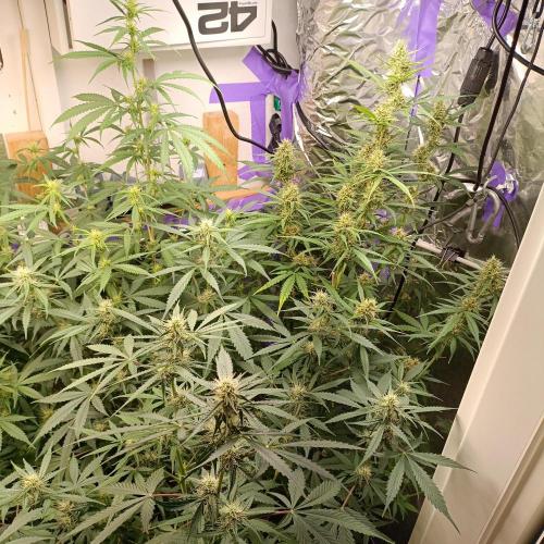GROWBOX 4 (17.+18.+19.+20.+21.). Week 9 - Tag 63