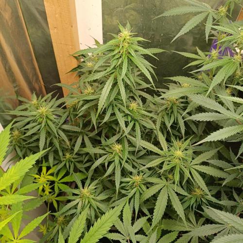 GROWBOX 4 (17.+18.+19.+20.+21.). Week 9 - Tag 63