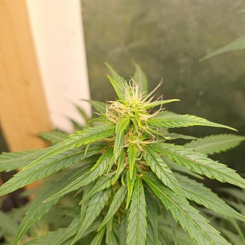 GROWBOX 4 (17.+18.+19.+20.+21.). Week 9 - Tag 63
