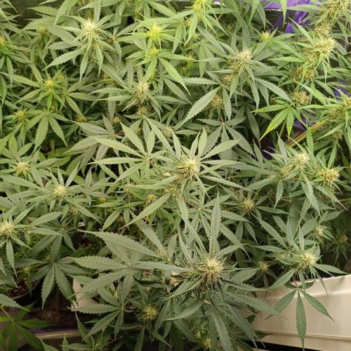 GROWBOX 4 (17.+18.+19.+20.+21.). Week 9 - Tag 63
