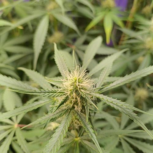 GROWBOX 4 (17.+18.+19.+20.+21.). Week 9 - Tag 63