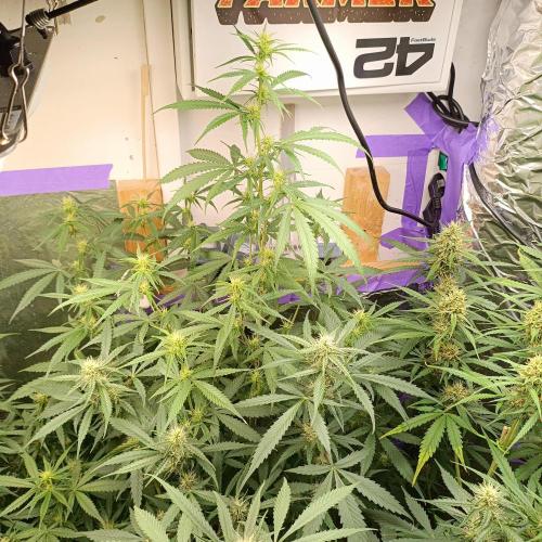 GROWBOX 4 (17.+18.+19.+20.+21.). Week 9 - Tag 63