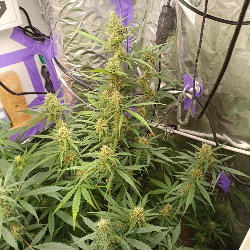 GROWBOX 4 (17.+18.+19.+20.+21.). Week 9 - Tag 63