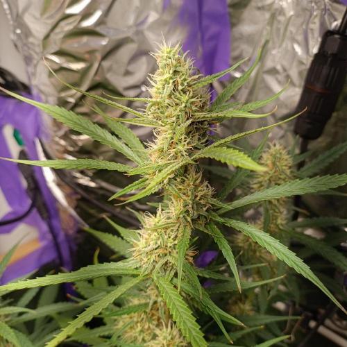 GROWBOX 4 (17.+18.+19.+20.+21.). Week 9 - Tag 63