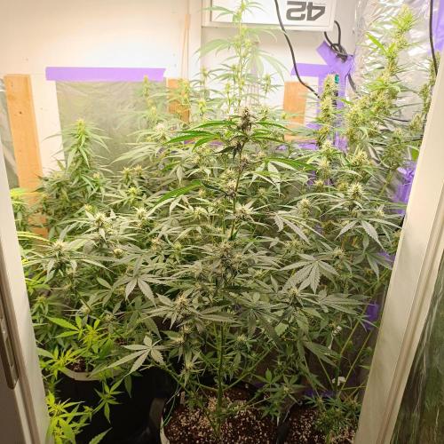 GROWBOX 4 (17.+18.+19.+20.+21.). Week 9 - Tag 63