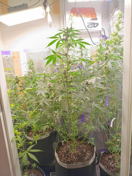 GROWBOX 4 (17.+18.+19.+20.+21.). Week 10 - Tag 64
