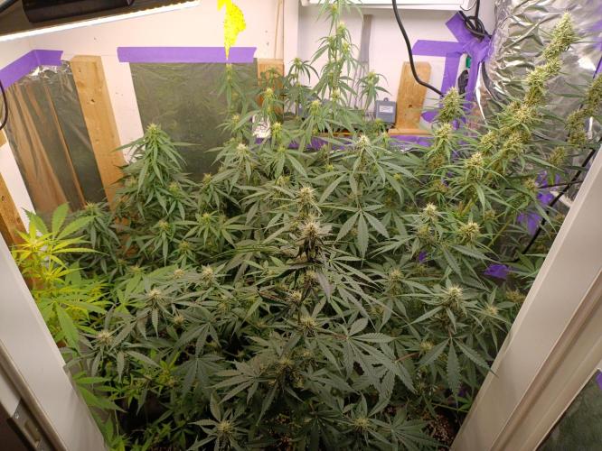 GROWBOX 4 (17.+18.+19.+20.+21.). Week 10 - Tag 64