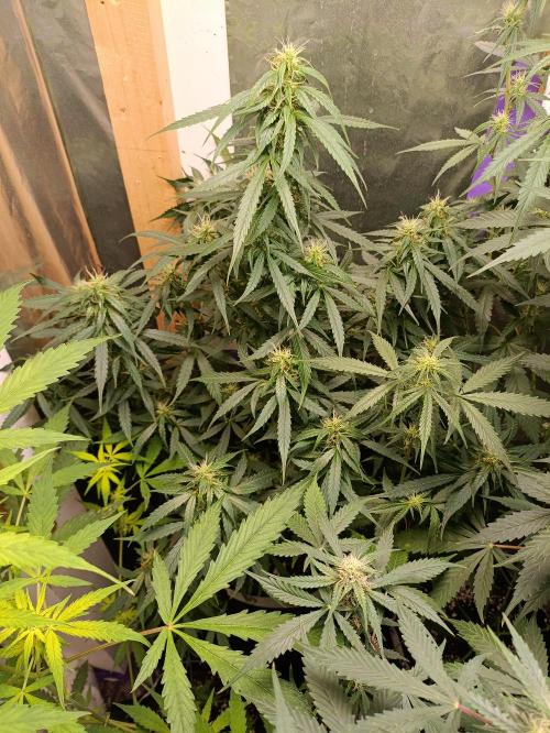 GROWBOX 4 (17.+18.+19.+20.+21.). Week 10 - Tag 64
